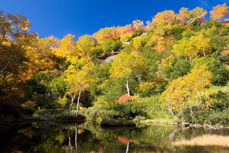 Tour Nhật Bản Bay Thẳng Hokkaido - Sapporo - Otaru - Furano - Asahikawa 6N5D từ Hà Nội